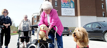 image of Rayna, an 18-month-old therapy dog, took a liking to Gloria Plummer's stuffed pooch during Lincoln Park Retirement Residence's mini walk for dog guides. 