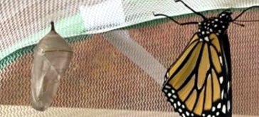 image of the Monarch butterfly